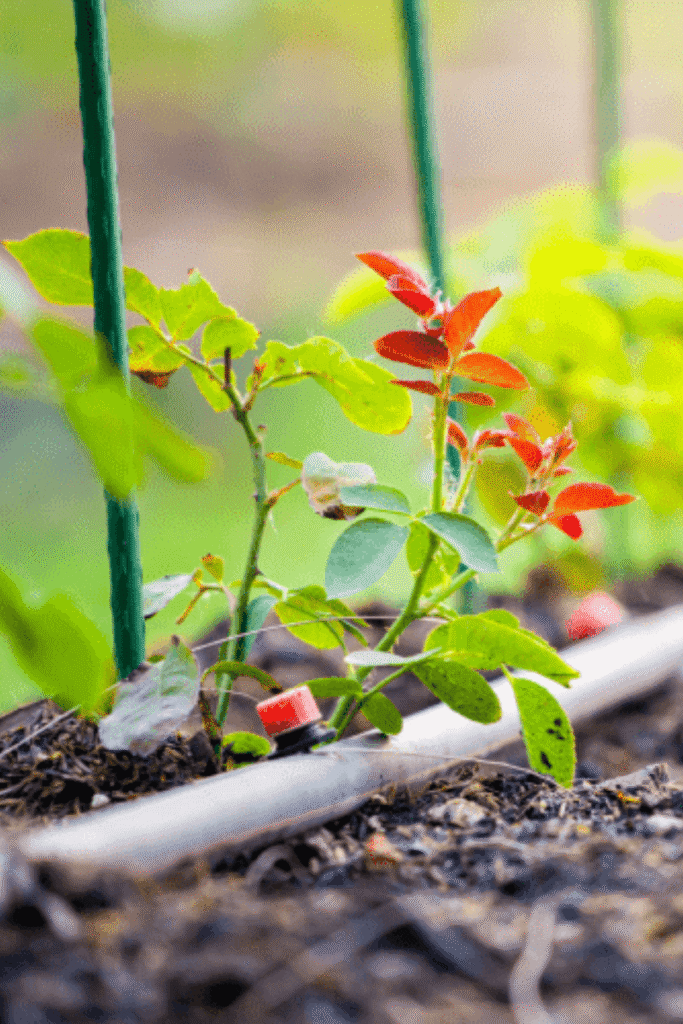 tiny_site_home_drip irrigation_bluerock