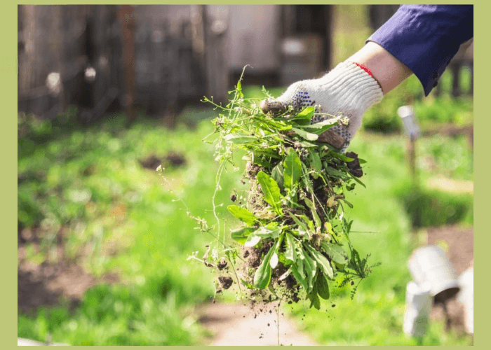 weed control